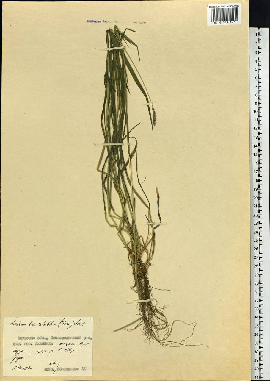 Hordeum brevisubulatum (Trin.) Link, Siberia, Russian Far East (S6) (Russia)