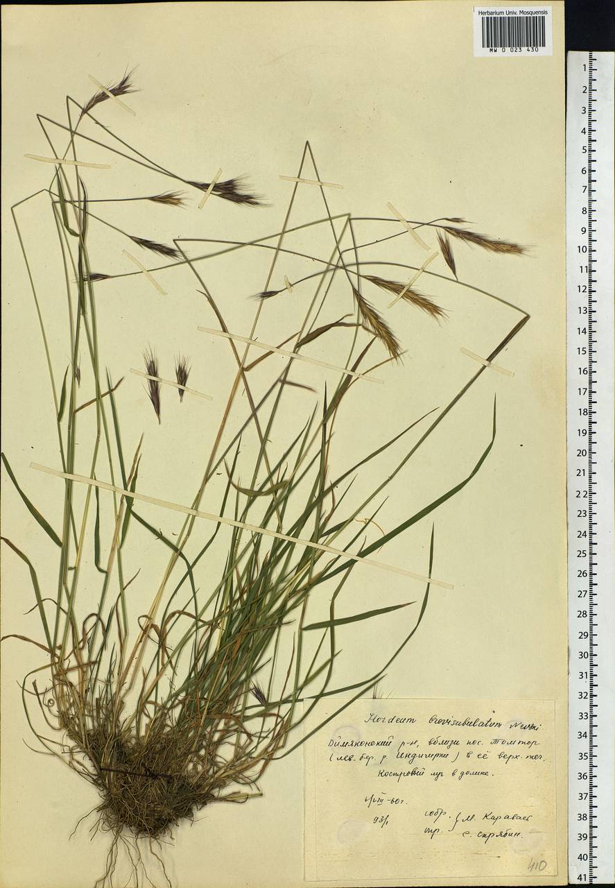 Hordeum brevisubulatum (Trin.) Link, Siberia, Yakutia (S5) (Russia)