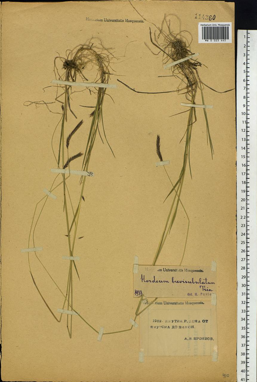Hordeum brevisubulatum (Trin.) Link, Siberia, Yakutia (S5) (Russia)
