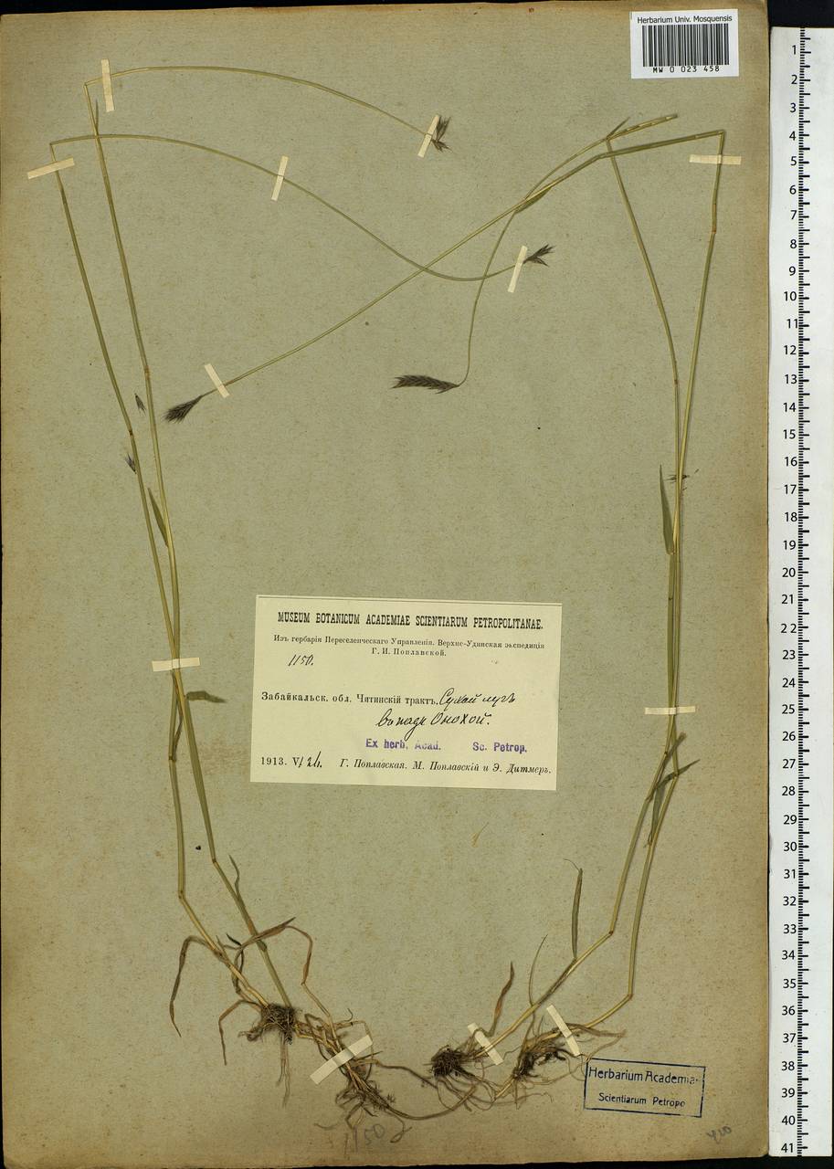 Hordeum brevisubulatum (Trin.) Link, Siberia, Baikal & Transbaikal region (S4) (Russia)