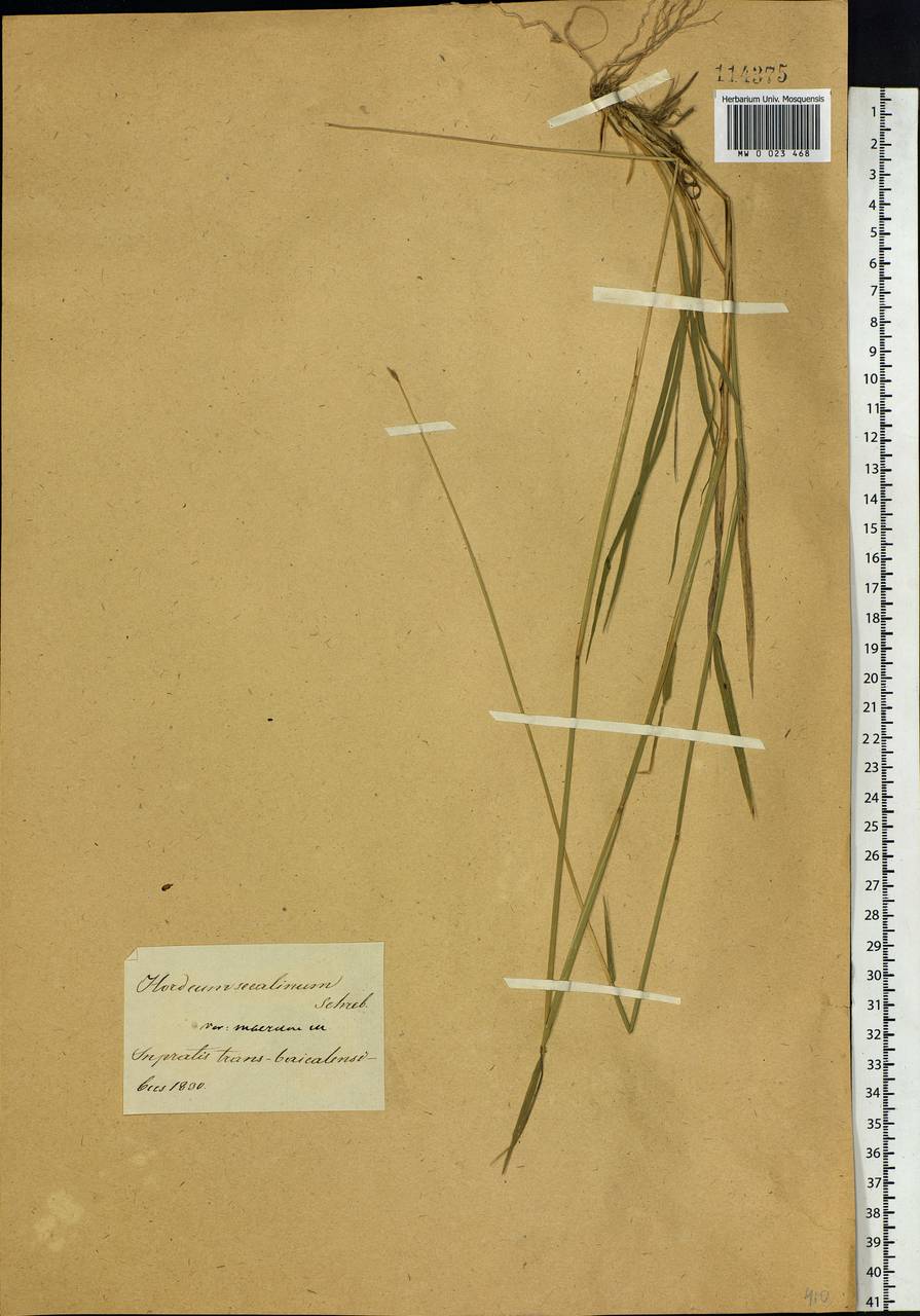 Hordeum brevisubulatum (Trin.) Link, Siberia, Baikal & Transbaikal region (S4) (Russia)
