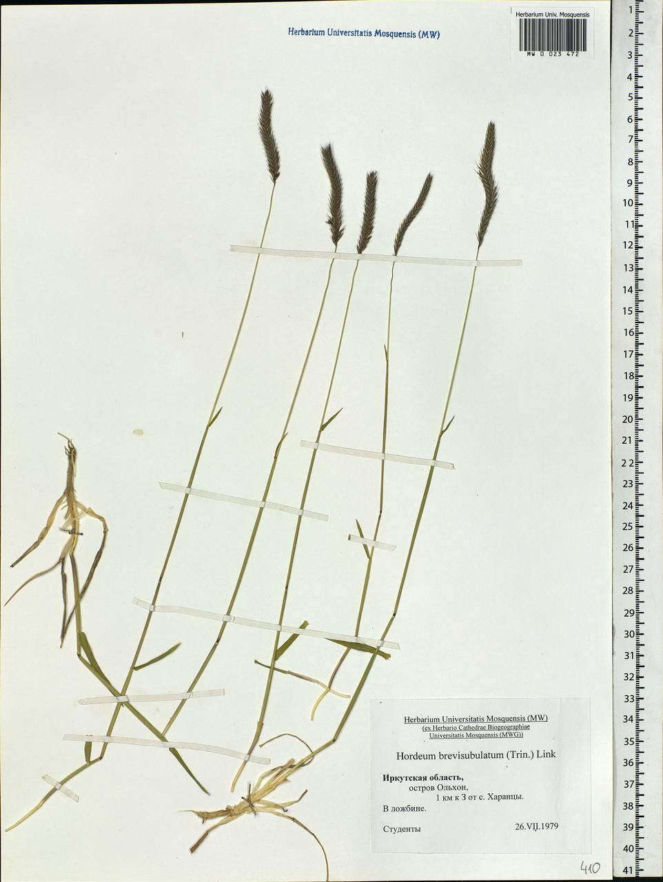 Hordeum brevisubulatum (Trin.) Link, Siberia, Baikal & Transbaikal region (S4) (Russia)