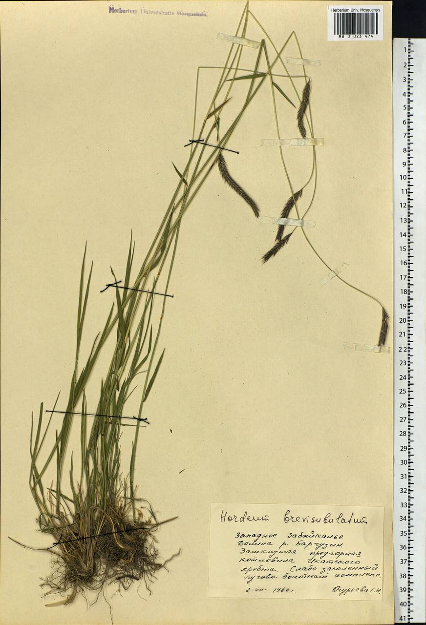 Hordeum brevisubulatum (Trin.) Link, Siberia, Baikal & Transbaikal region (S4) (Russia)
