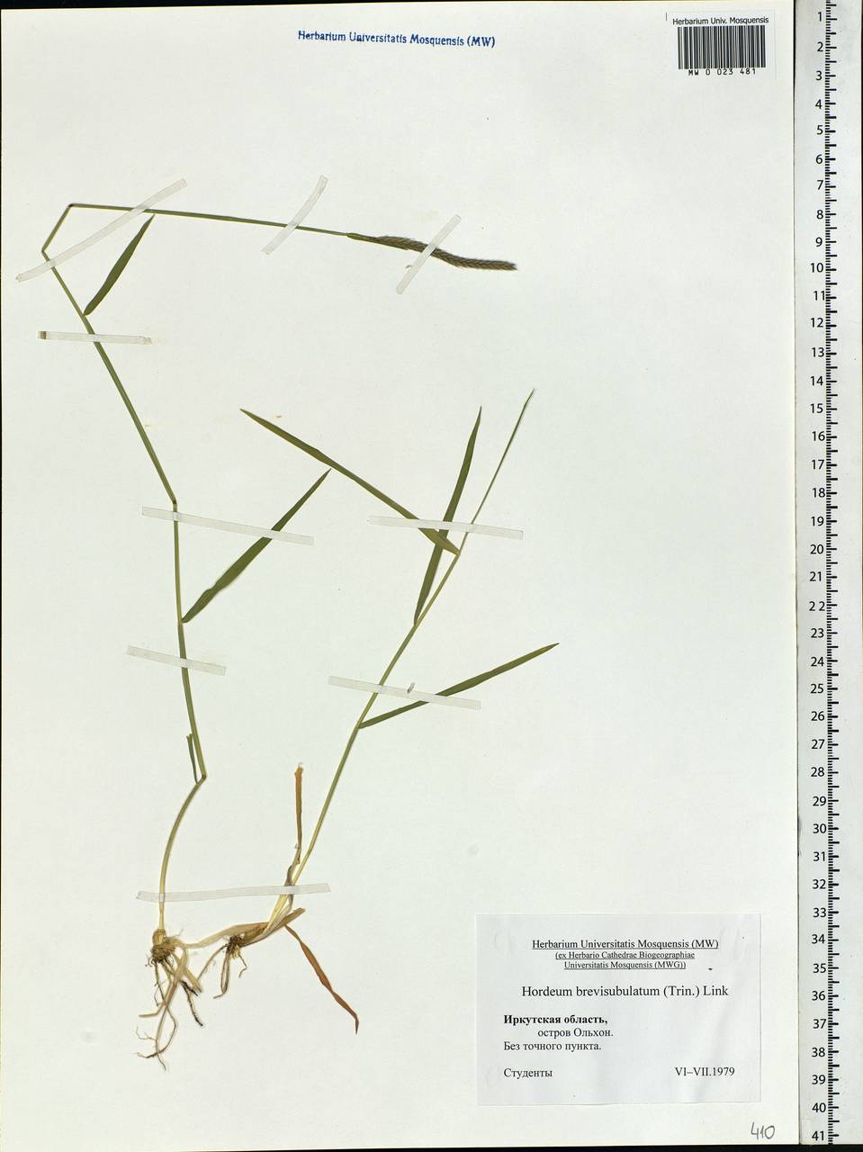 Hordeum brevisubulatum (Trin.) Link, Siberia, Baikal & Transbaikal region (S4) (Russia)
