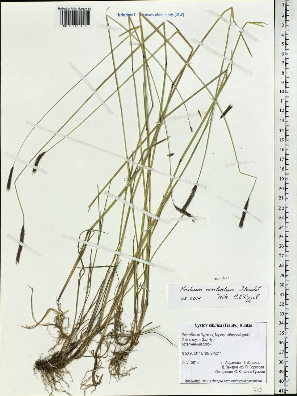 Hordeum brevisubulatum (Trin.) Link, Siberia, Baikal & Transbaikal region (S4) (Russia)