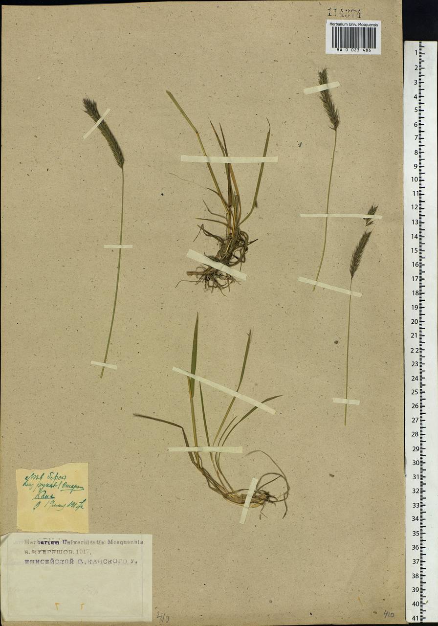 Hordeum brevisubulatum (Trin.) Link, Siberia, Central Siberia (S3) (Russia)