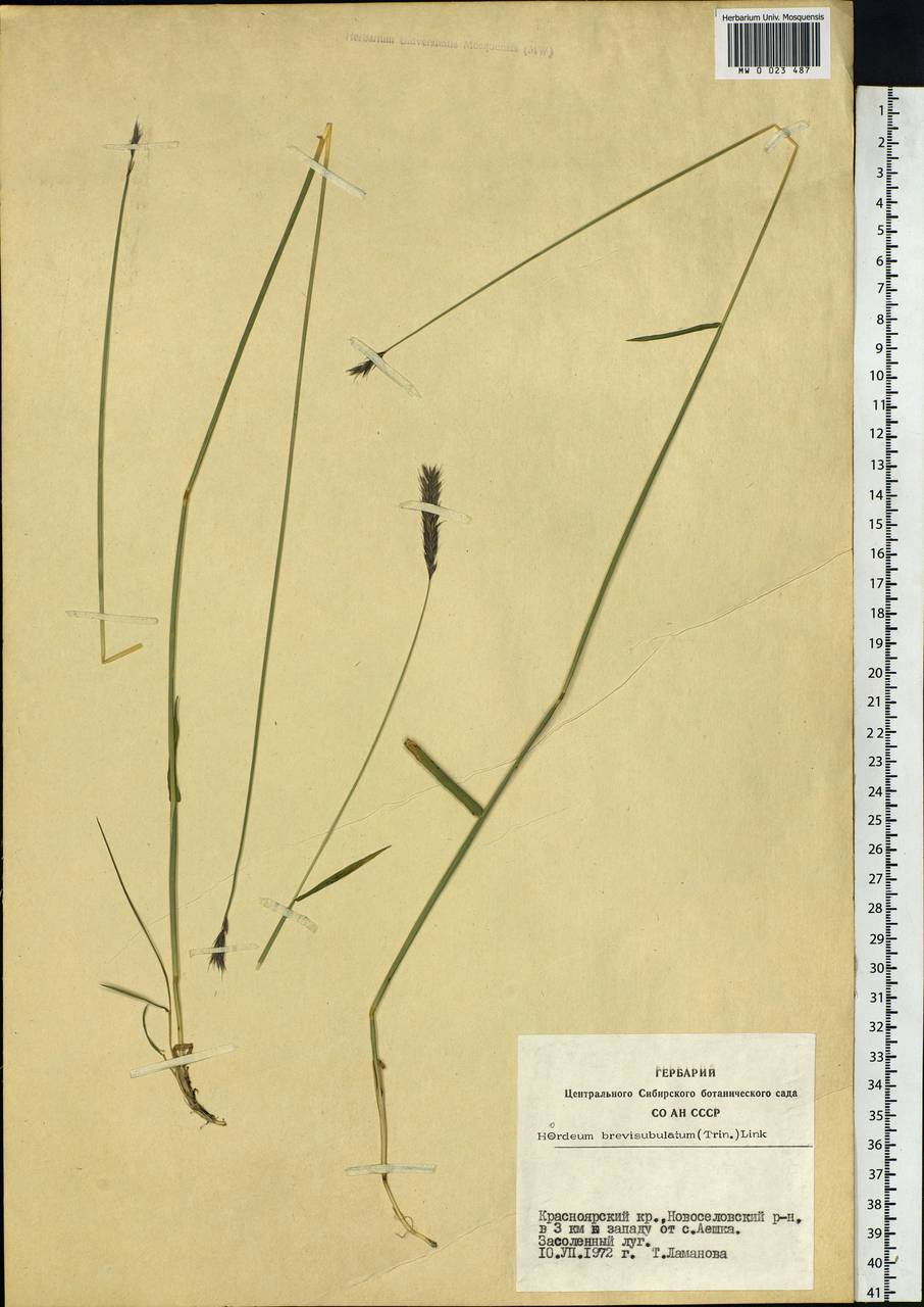 Hordeum brevisubulatum (Trin.) Link, Siberia, Altai & Sayany Mountains (S2) (Russia)