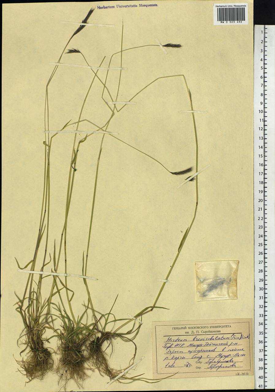 Hordeum brevisubulatum (Trin.) Link, Siberia, Altai & Sayany Mountains (S2) (Russia)