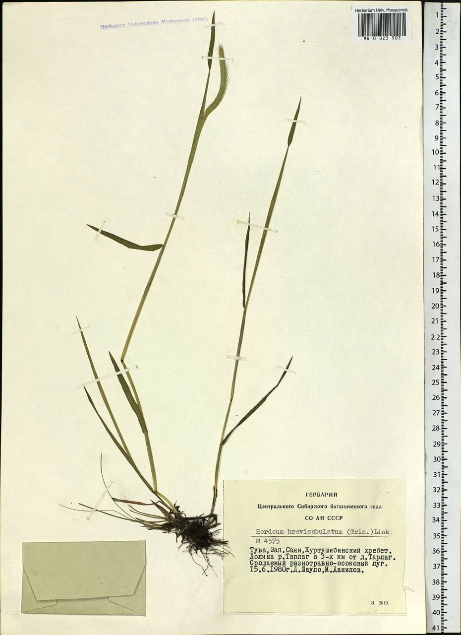 Hordeum brevisubulatum (Trin.) Link, Siberia, Altai & Sayany Mountains (S2) (Russia)