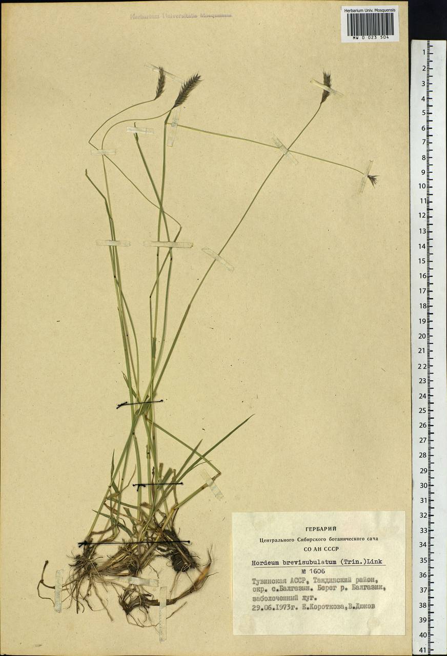 Hordeum brevisubulatum (Trin.) Link, Siberia, Altai & Sayany Mountains (S2) (Russia)