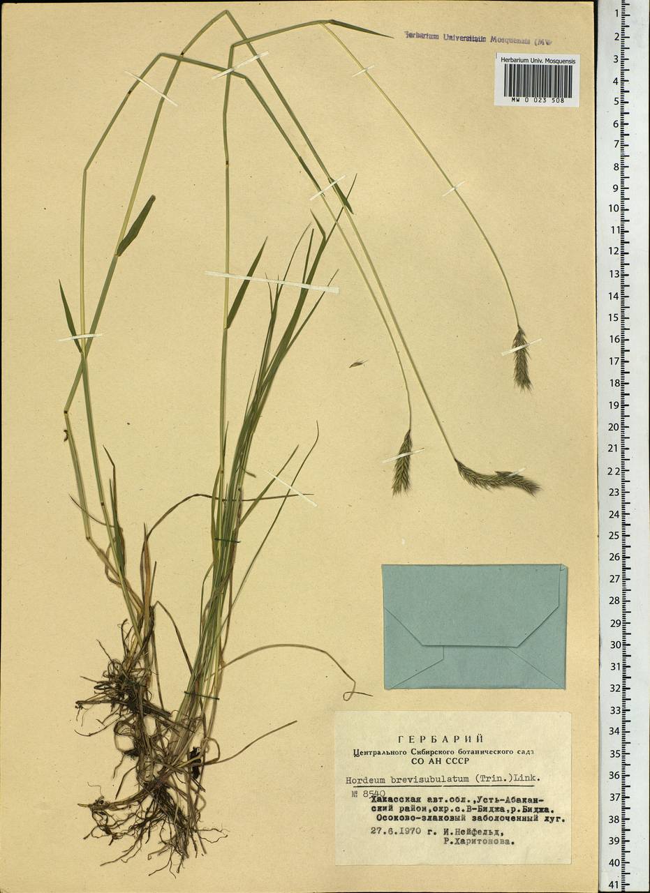 Hordeum brevisubulatum (Trin.) Link, Siberia, Altai & Sayany Mountains (S2) (Russia)