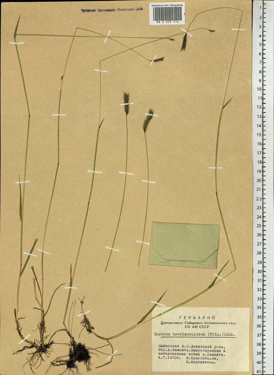 Hordeum brevisubulatum (Trin.) Link, Siberia, Altai & Sayany Mountains (S2) (Russia)