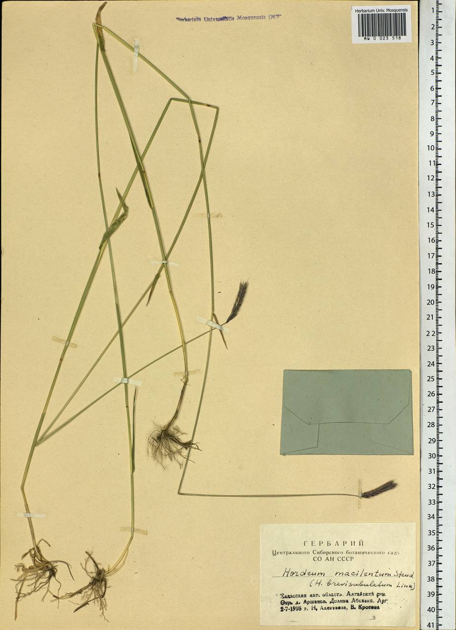Hordeum brevisubulatum (Trin.) Link, Siberia, Altai & Sayany Mountains (S2) (Russia)