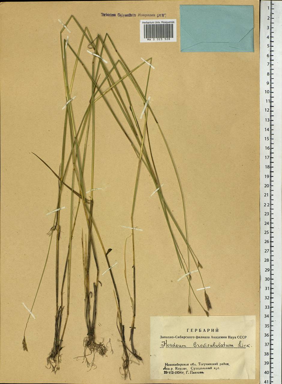 Hordeum brevisubulatum (Trin.) Link, Siberia, Western Siberia (S1) (Russia)