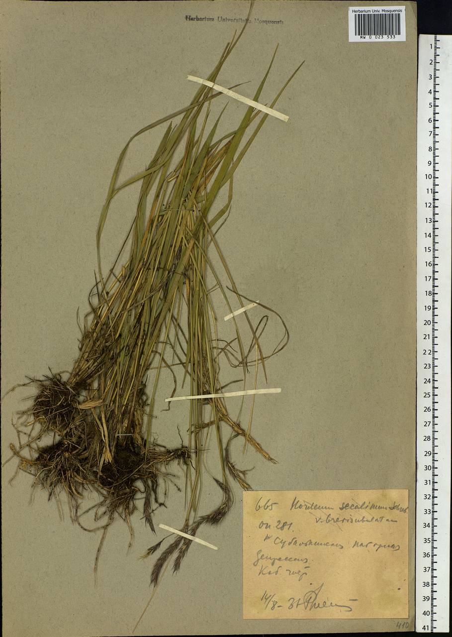 Hordeum, Siberia, Western (Kazakhstan) Altai Mountains (S2a) (Kazakhstan)