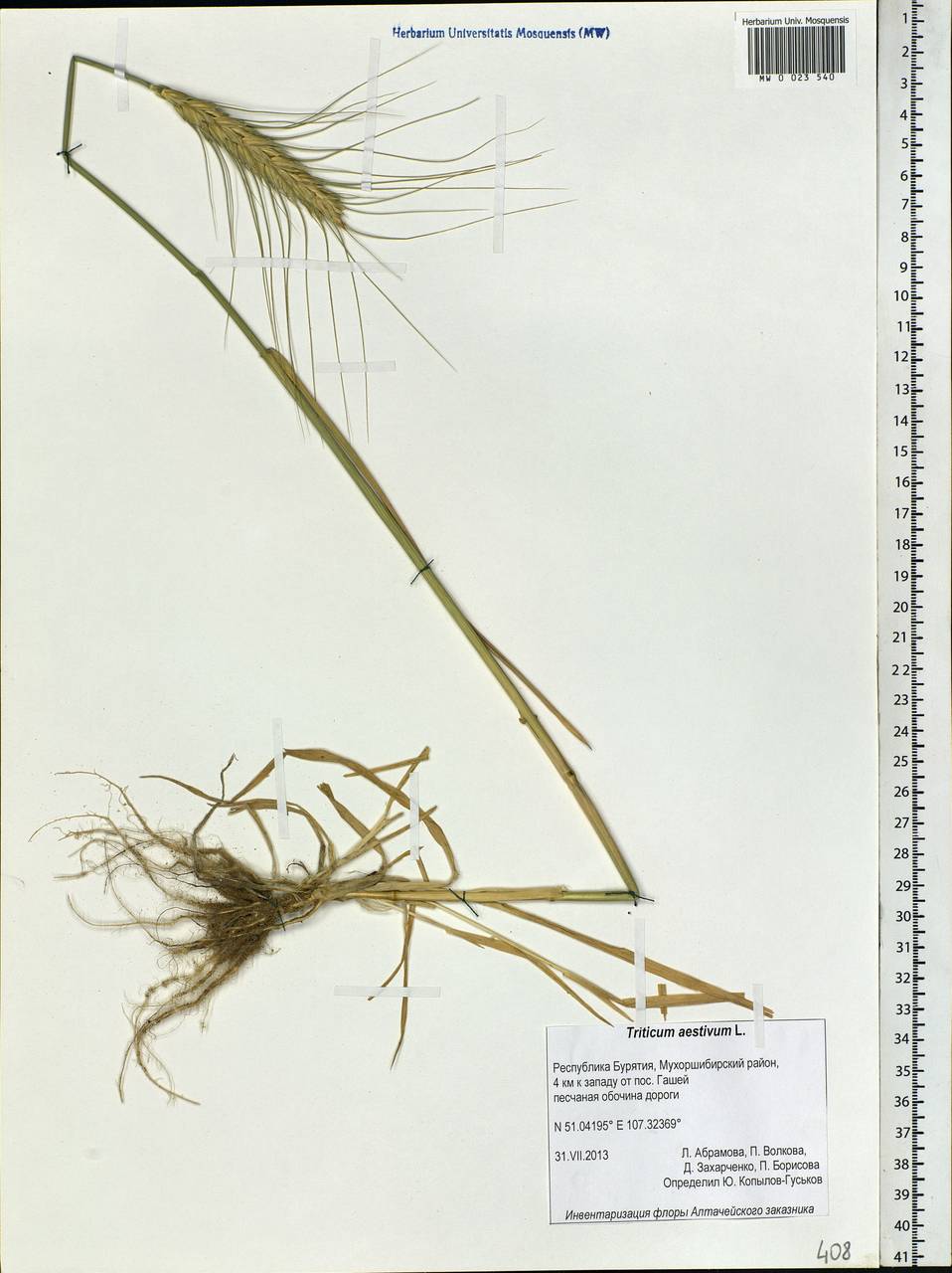 Triticum aestivum L., Siberia, Baikal & Transbaikal region (S4) (Russia)