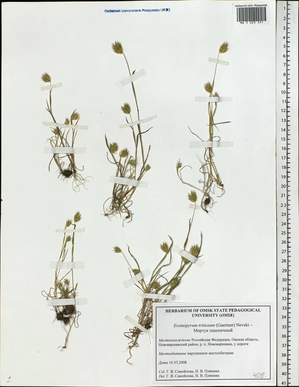 Eremopyrum triticeum (Gaertn.) Nevski, Siberia, Western Siberia (S1) (Russia)