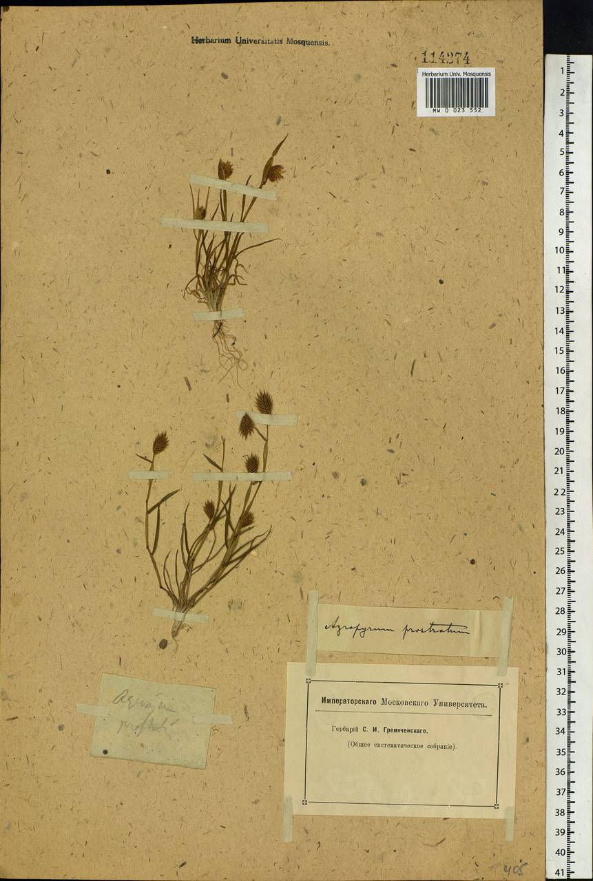 Eremopyrum triticeum (Gaertn.) Nevski, Siberia (no precise locality) (S0) (Russia)