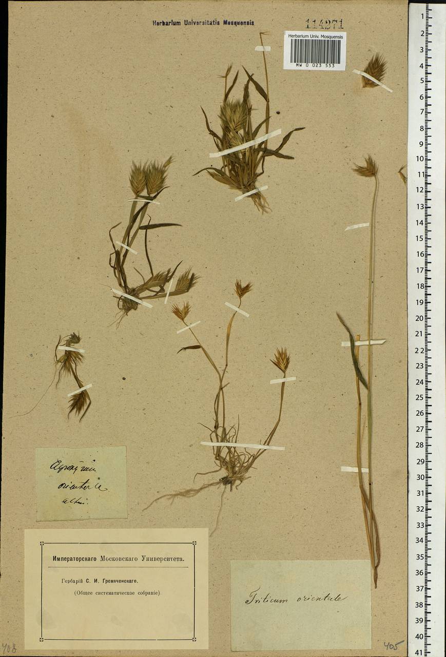 Eremopyrum orientale (L.) Jaub. & Spach, Siberia, Altai & Sayany Mountains (S2) (Russia)