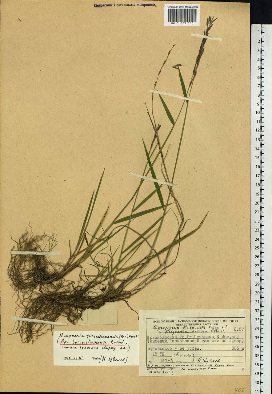 Elymus macrourus (Turcz.) Tzvelev, Siberia, Central Siberia (S3) (Russia)