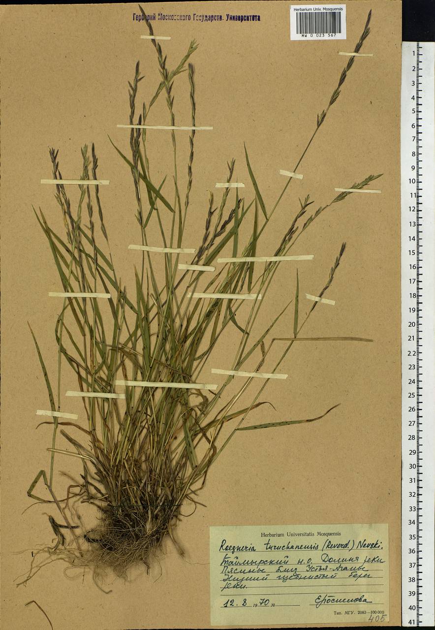 Elymus macrourus (Turcz.) Tzvelev, Siberia, Central Siberia (S3) (Russia)