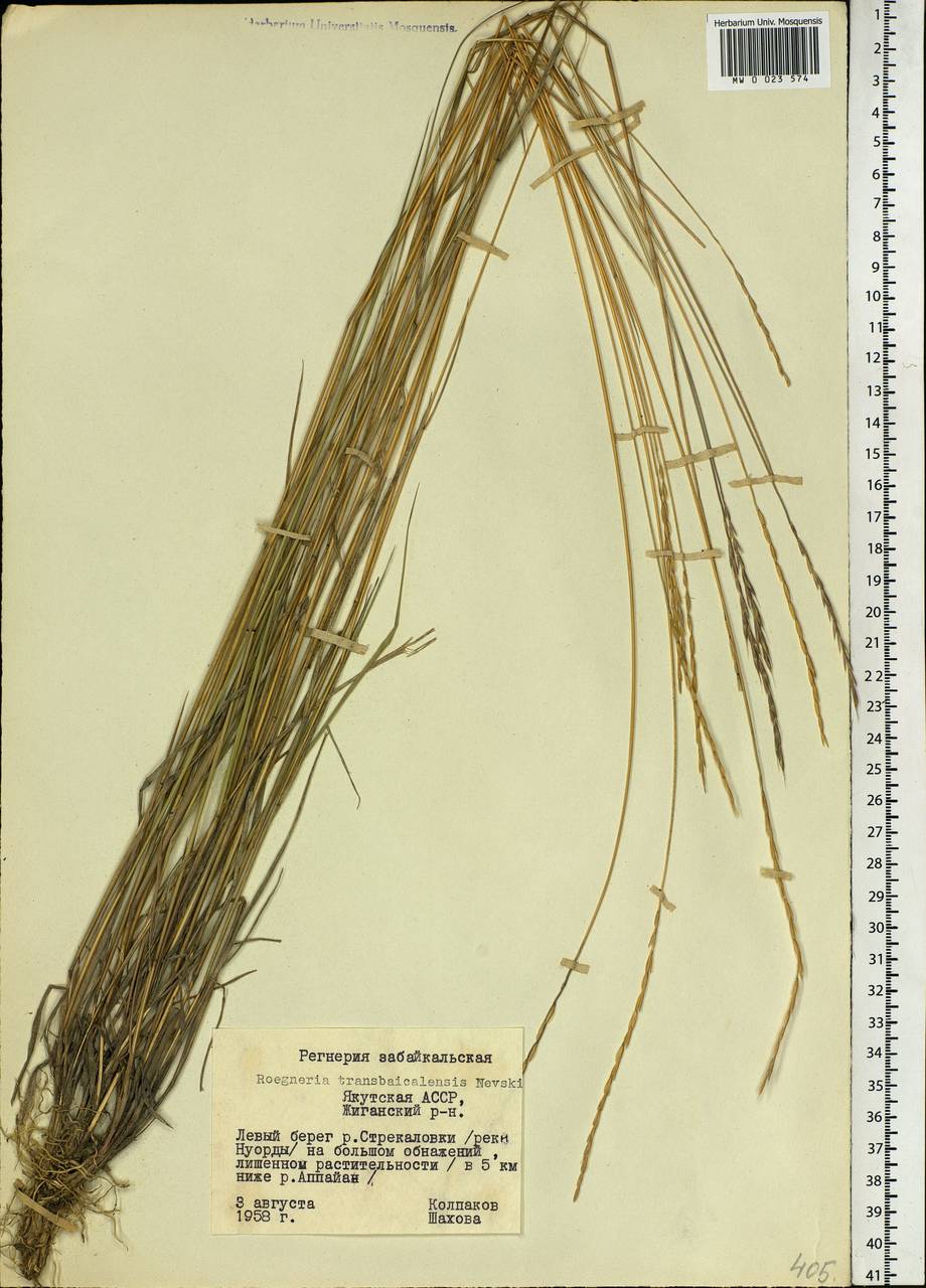 Elymus mutabilis (Drobow) Tzvelev, Siberia, Yakutia (S5) (Russia)
