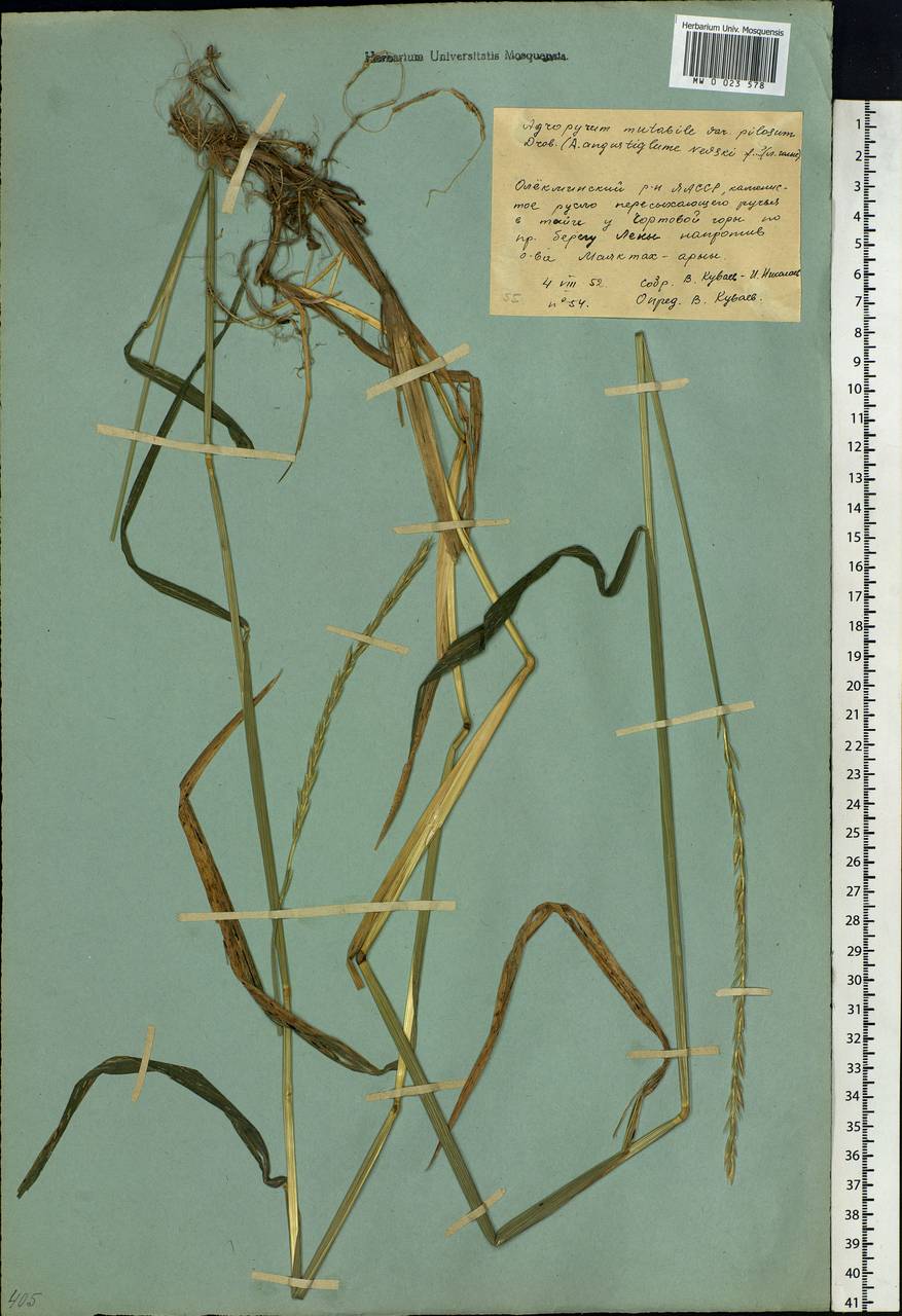 Elymus mutabilis (Drobow) Tzvelev, Siberia, Yakutia (S5) (Russia)