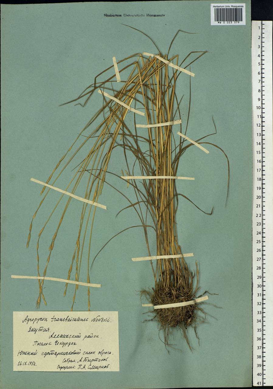 Elymus mutabilis (Drobow) Tzvelev, Siberia, Yakutia (S5) (Russia)