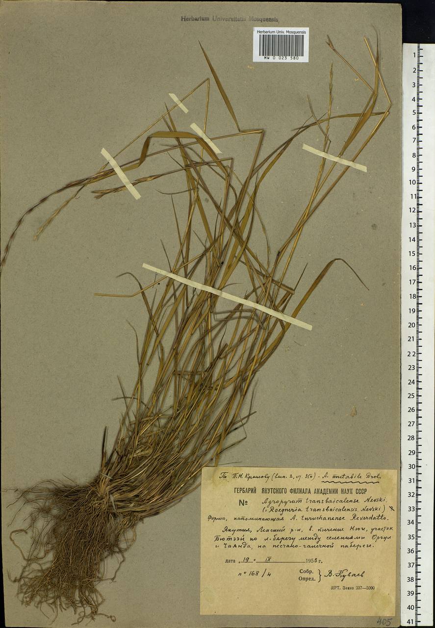 Elymus mutabilis (Drobow) Tzvelev, Siberia, Yakutia (S5) (Russia)