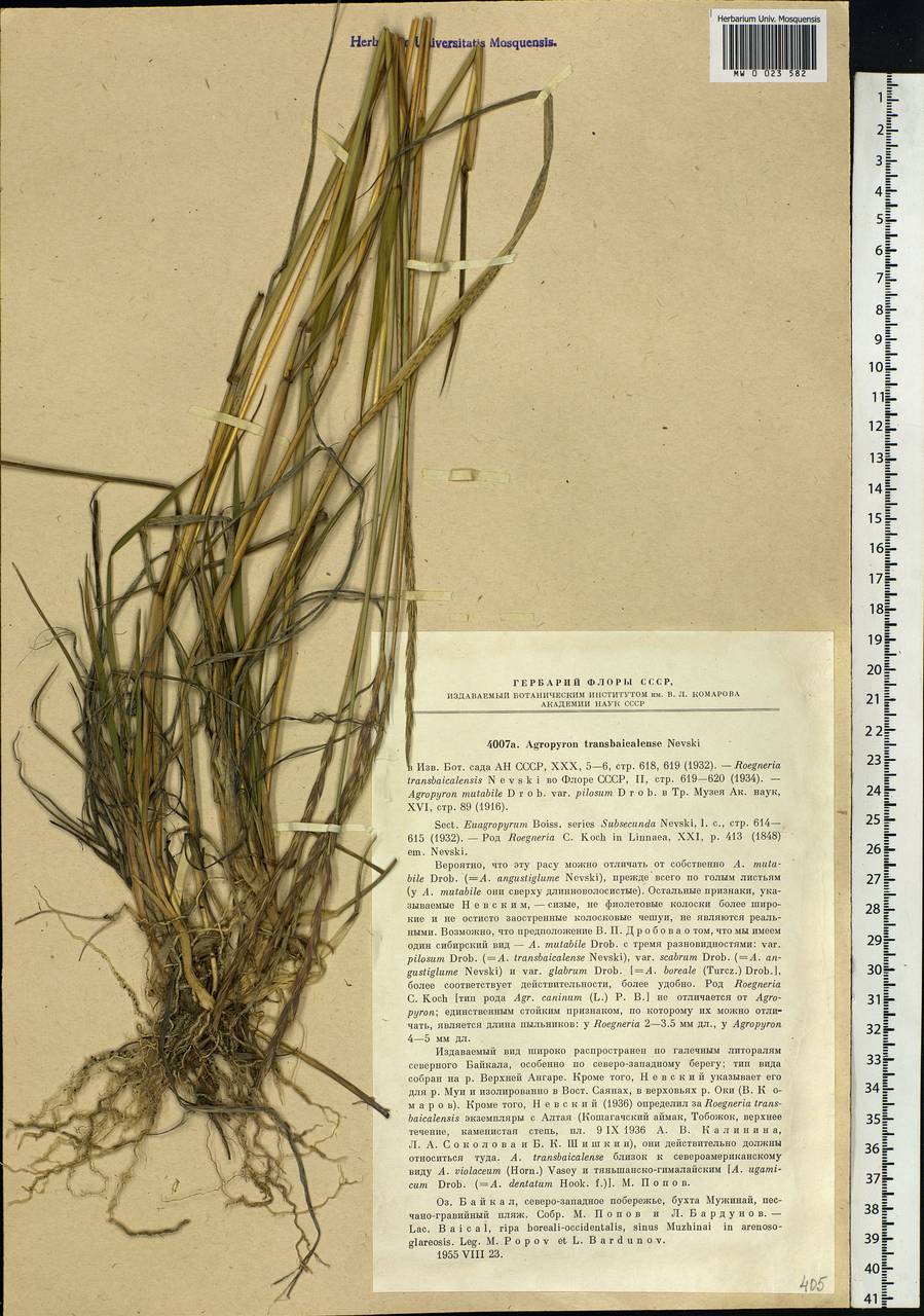 Elymus mutabilis (Drobow) Tzvelev, Siberia, Baikal & Transbaikal region (S4) (Russia)