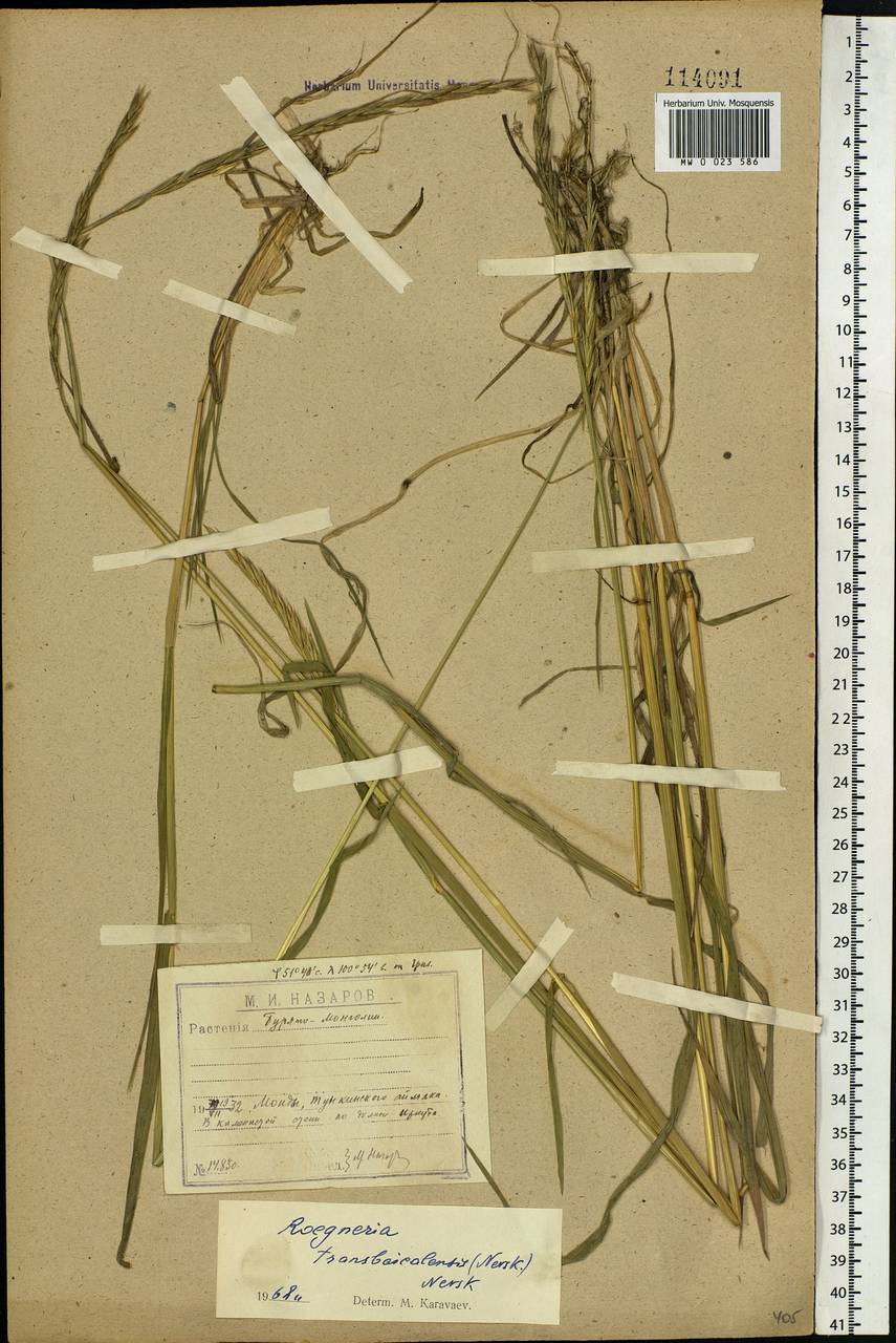 Elymus mutabilis (Drobow) Tzvelev, Siberia, Baikal & Transbaikal region (S4) (Russia)