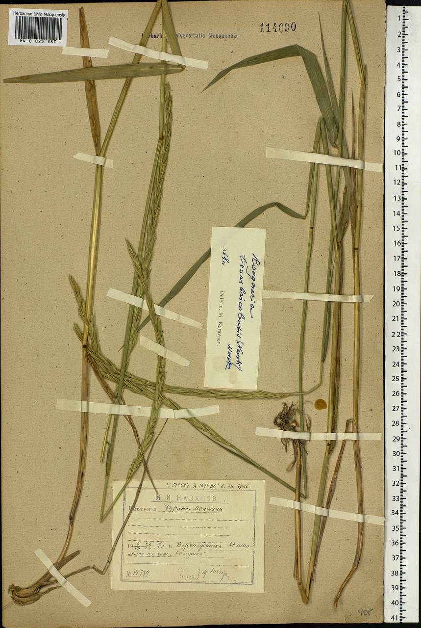 Elymus mutabilis (Drobow) Tzvelev, Siberia, Baikal & Transbaikal region (S4) (Russia)