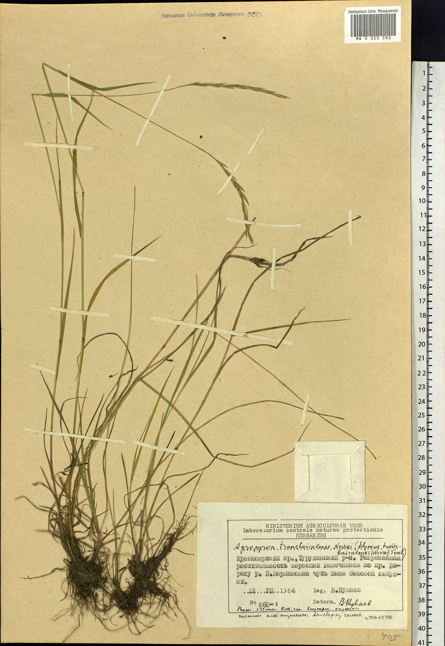 Elymus mutabilis (Drobow) Tzvelev, Siberia, Central Siberia (S3) (Russia)
