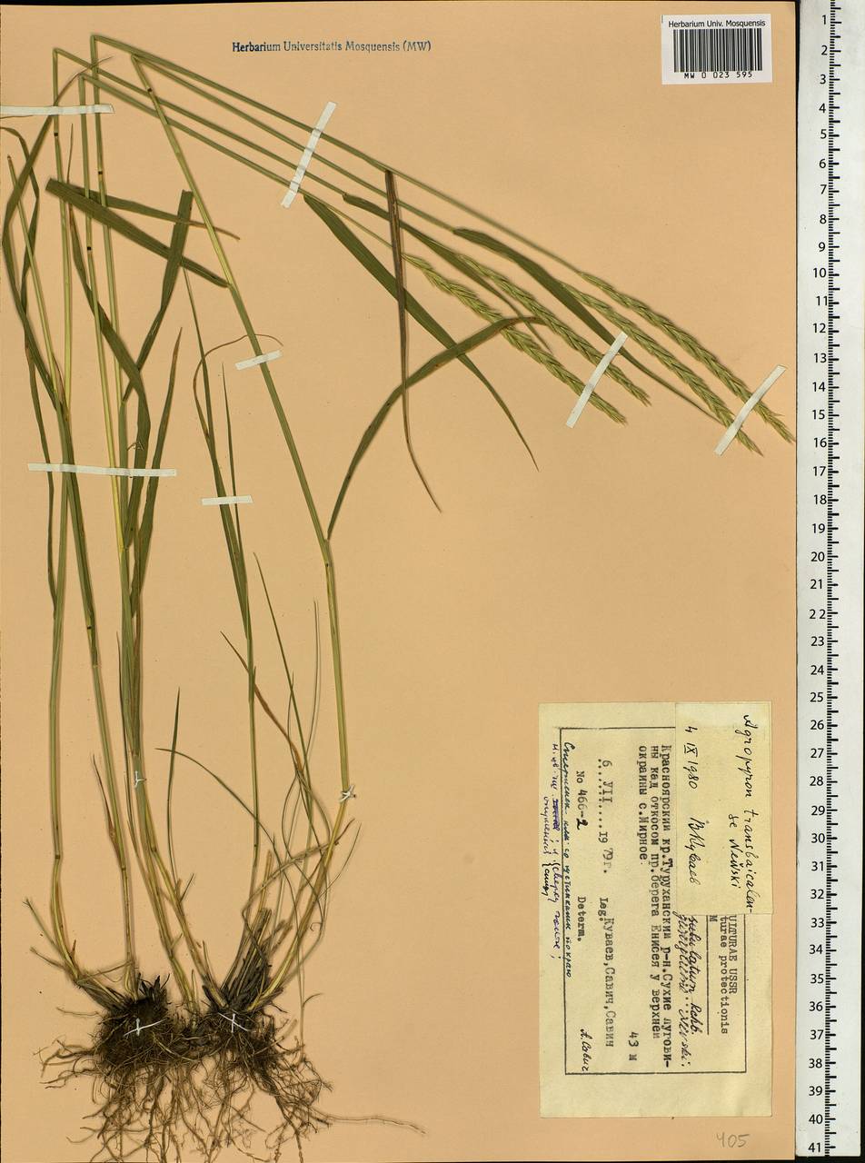 Elymus mutabilis (Drobow) Tzvelev, Siberia, Central Siberia (S3) (Russia)