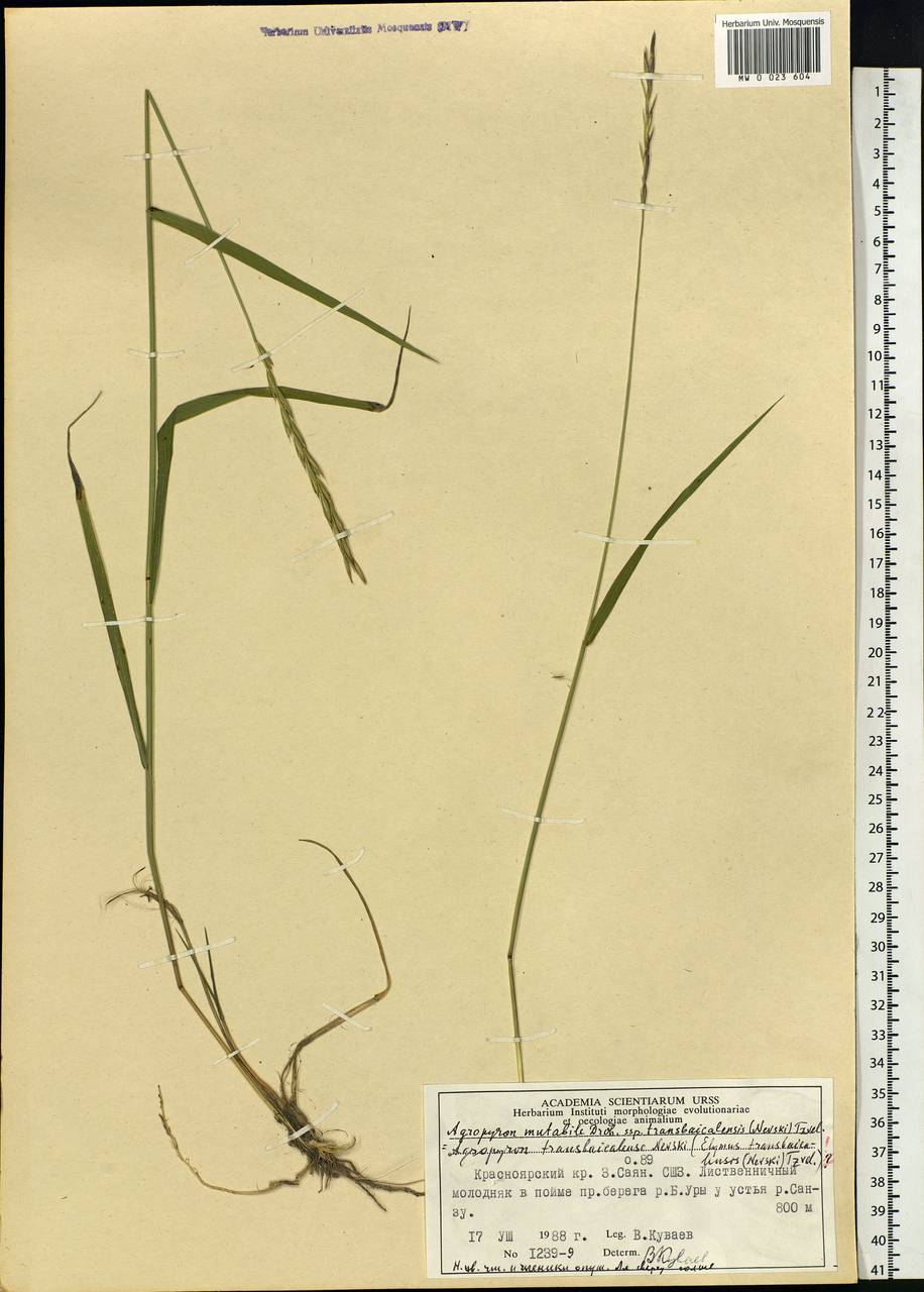 Elymus mutabilis (Drobow) Tzvelev, Siberia, Altai & Sayany Mountains (S2) (Russia)