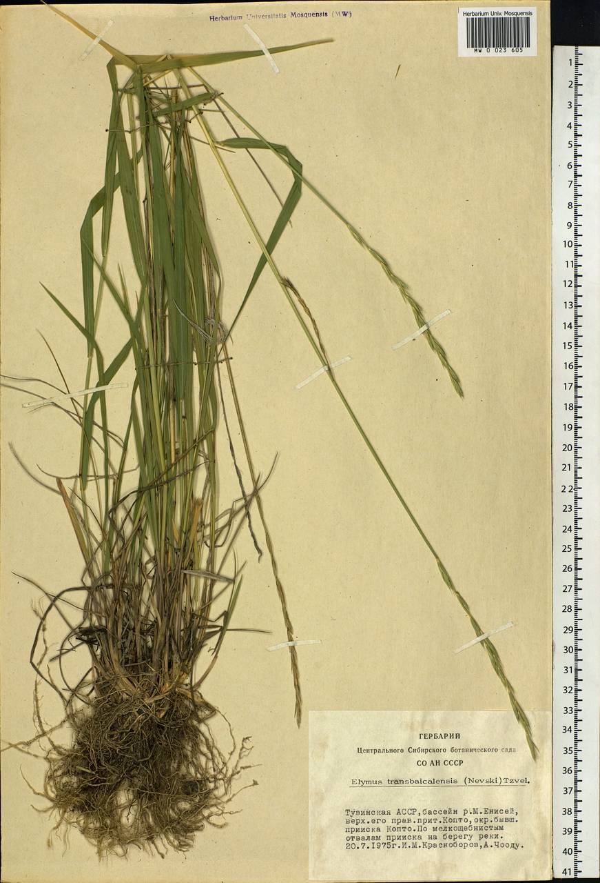 Elymus mutabilis (Drobow) Tzvelev, Siberia, Altai & Sayany Mountains (S2) (Russia)