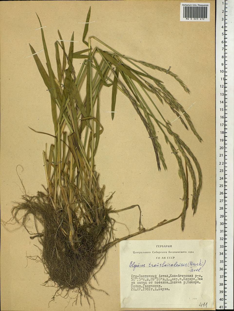 Elymus mutabilis (Drobow) Tzvelev, Siberia, Altai & Sayany Mountains (S2) (Russia)