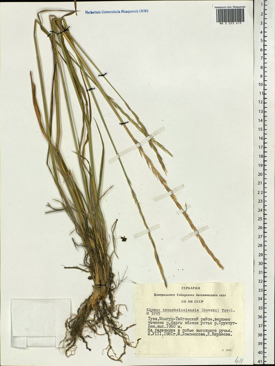 Elymus mutabilis (Drobow) Tzvelev, Siberia, Altai & Sayany Mountains (S2) (Russia)