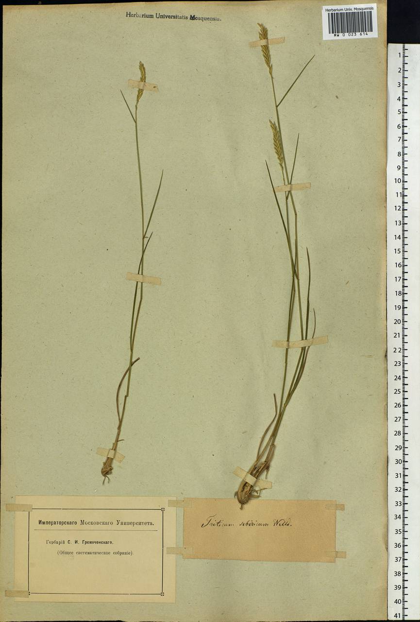 Agropyron fragile (Roth) P.Candargy, Siberia (no precise locality) (S0) (Russia)
