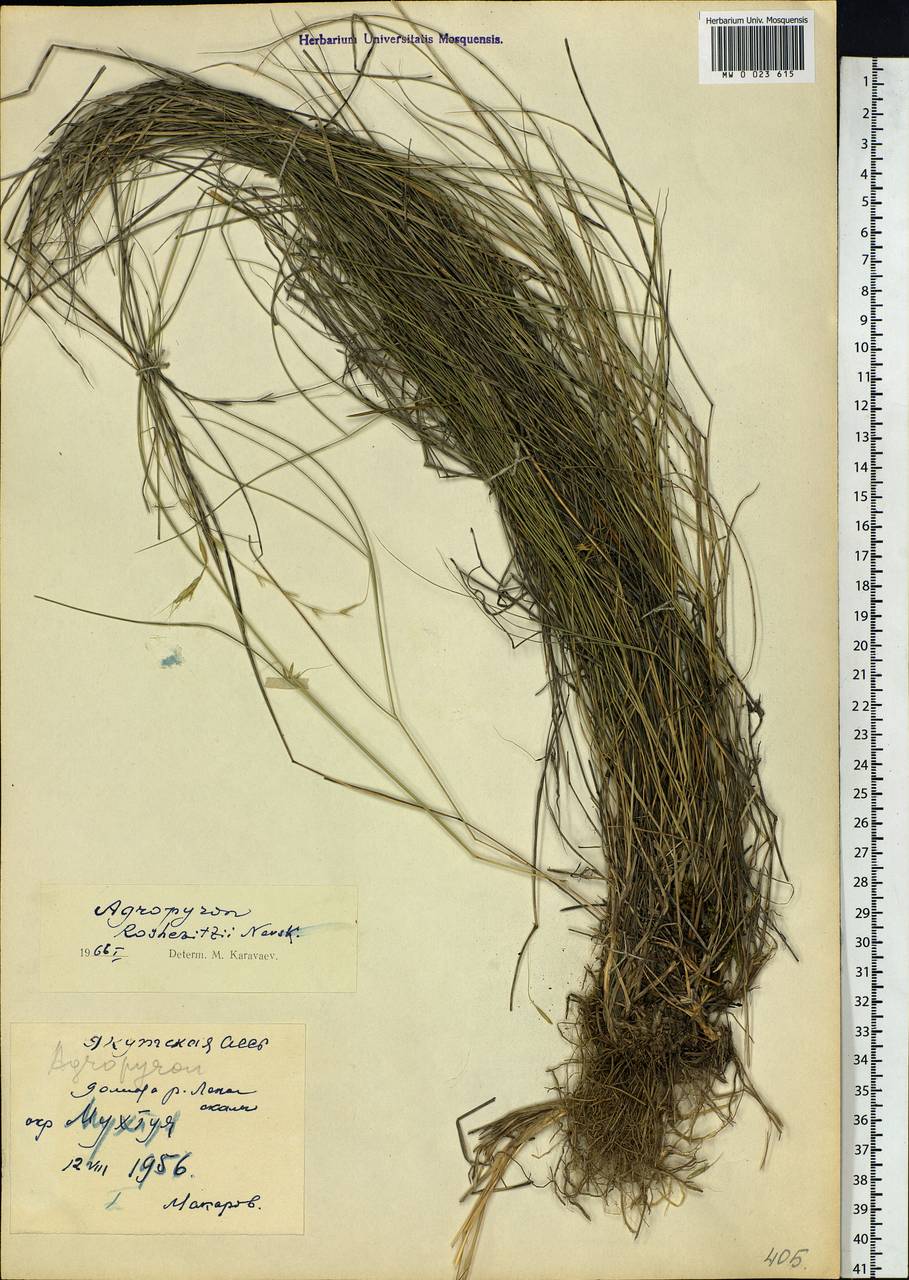 Elymus reflexiaristatus subsp. reflexiaristatus, Siberia, Yakutia (S5) (Russia)