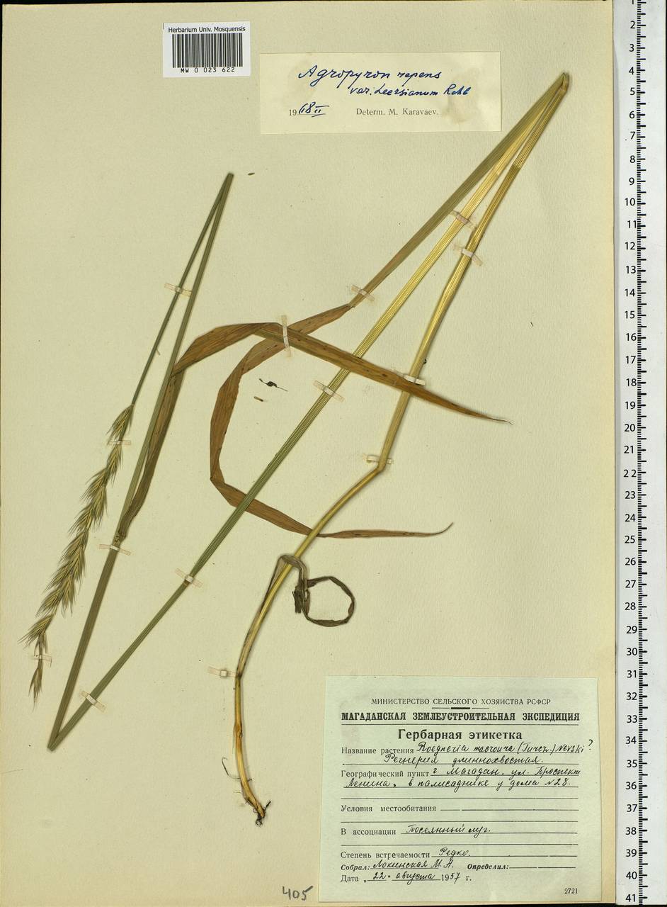 Elymus repens (L.) Gould, Siberia, Chukotka & Kamchatka (S7) (Russia)