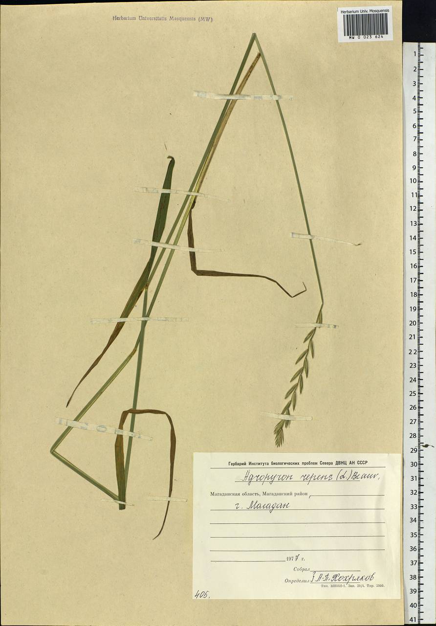 Elymus repens (L.) Gould, Siberia, Chukotka & Kamchatka (S7) (Russia)