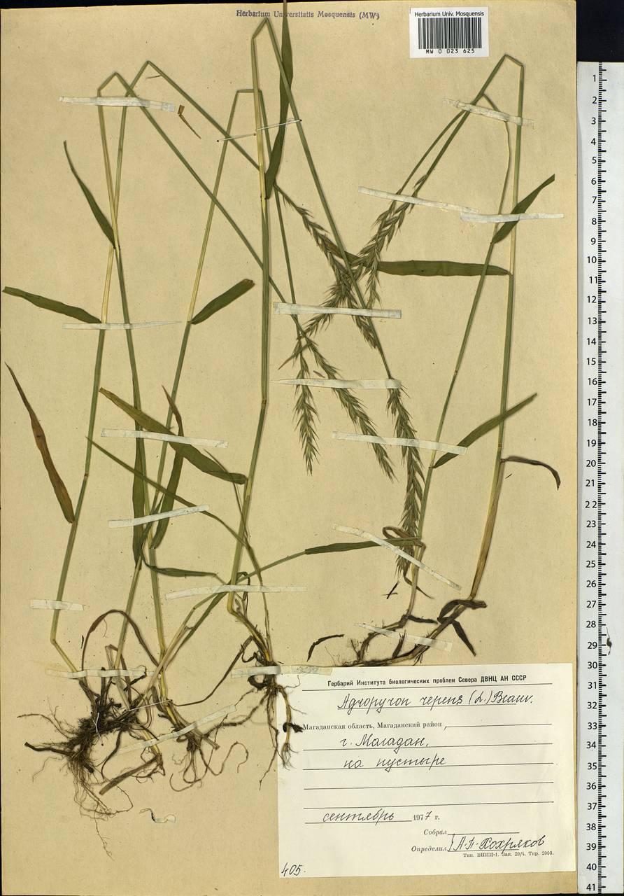 Elymus repens (L.) Gould, Siberia, Chukotka & Kamchatka (S7) (Russia)