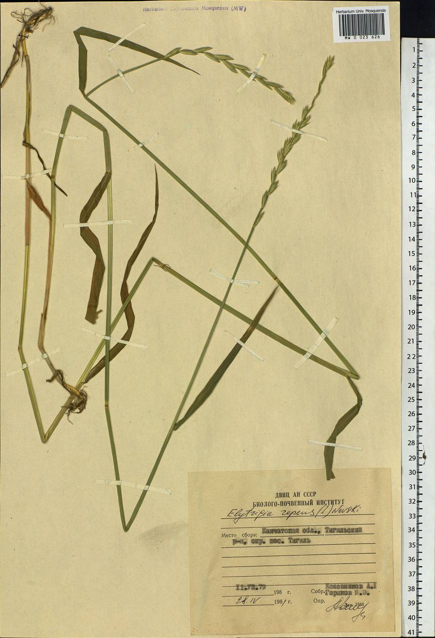 Elymus repens (L.) Gould, Siberia, Chukotka & Kamchatka (S7) (Russia)