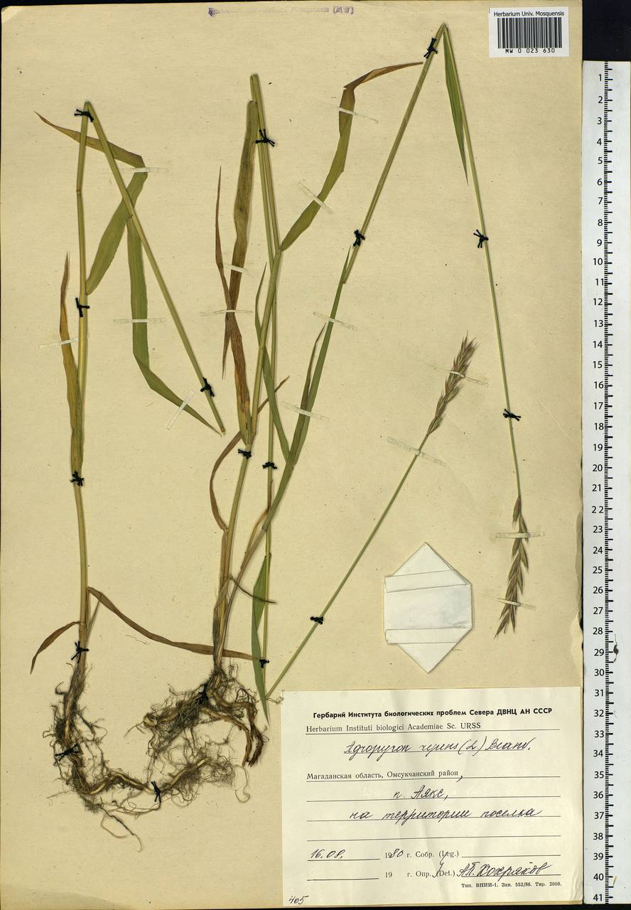 Elymus repens (L.) Gould, Siberia, Chukotka & Kamchatka (S7) (Russia)