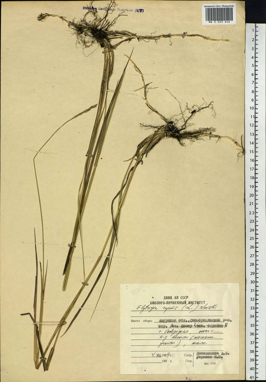 Elymus repens (L.) Gould, Siberia, Russian Far East (S6) (Russia)