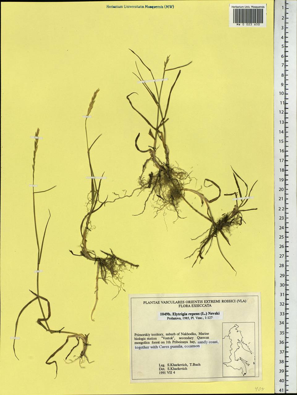 Elymus repens (L.) Gould, Siberia, Russian Far East (S6) (Russia)