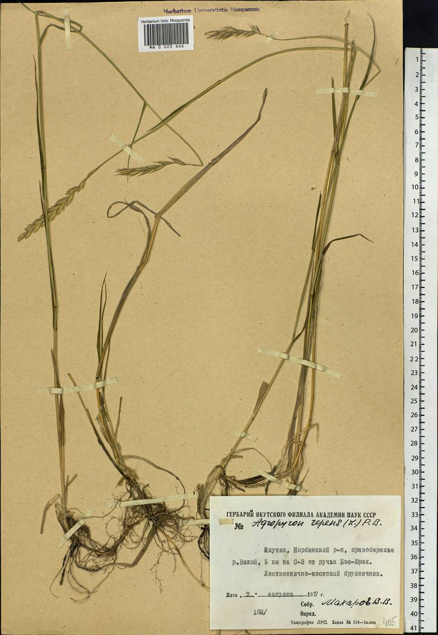Elymus repens (L.) Gould, Siberia, Yakutia (S5) (Russia)