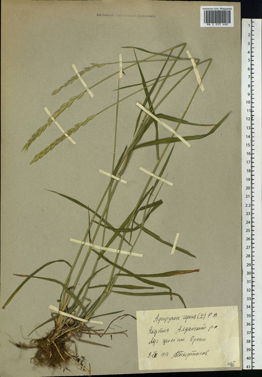 Elymus repens (L.) Gould, Siberia, Yakutia (S5) (Russia)