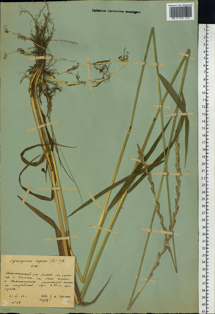 Elymus repens (L.) Gould, Siberia, Yakutia (S5) (Russia)